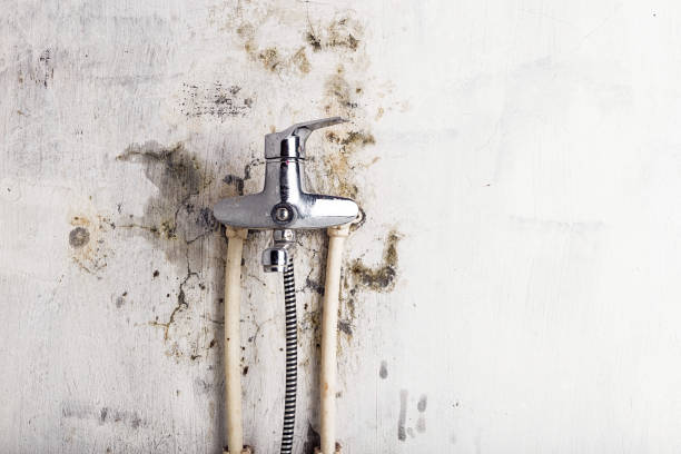  Chinchilla, PA Mold Removal Pros