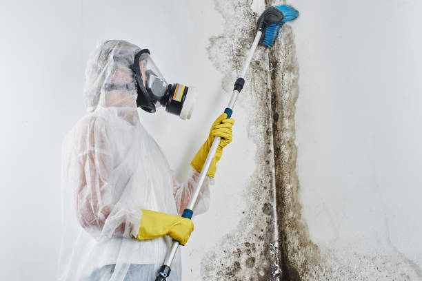 Best Mold Remediation Services  in Chinchilla, PA