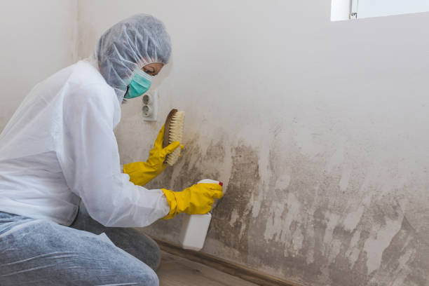 Best Office Mold Removal Services  in Chinchilla, PA