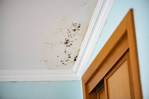 Best Mold Remediation  in Chinchilla, PA