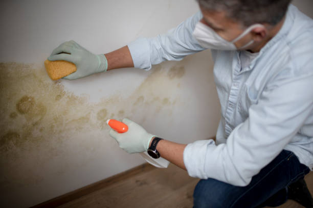 Best Professional Mold Removal  in Chinchilla, PA