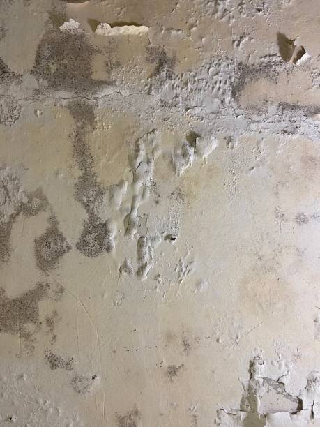 Best Emergency Mold Removal  in Chinchilla, PA