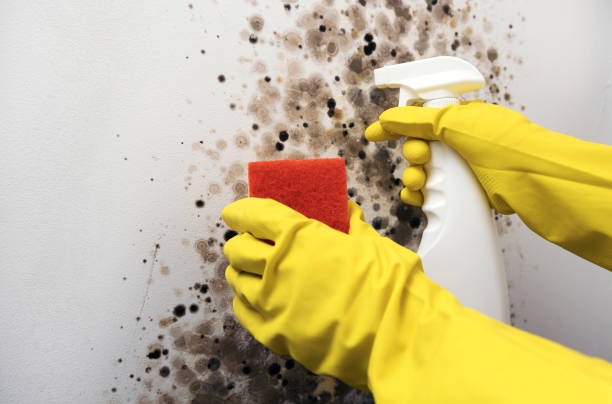 Best Mold Cleaning Services  in Chinchilla, PA