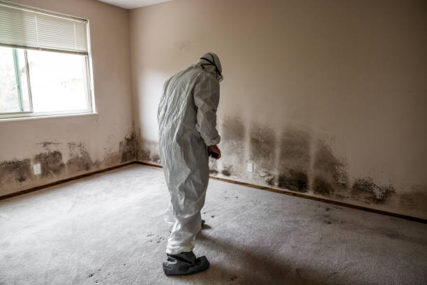 Mold Testing and Removal in Chinchilla, PA