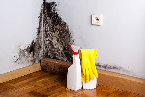 Best Toxic Mold Removal  in Chinchilla, PA