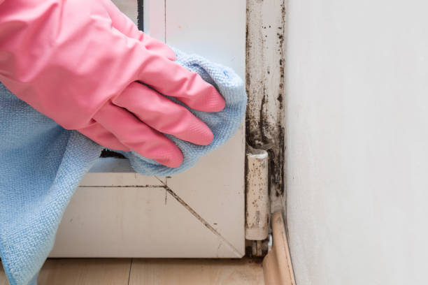Best Black Mold Removal  in Chinchilla, PA