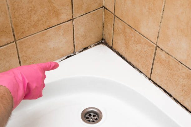 Best Mold Removal Company Near Me  in Chinchilla, PA